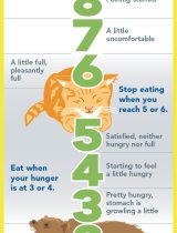 Are You Hungry | Infographic Healthy You