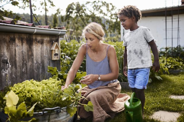 Woman and child work together in a garden planting lettuce